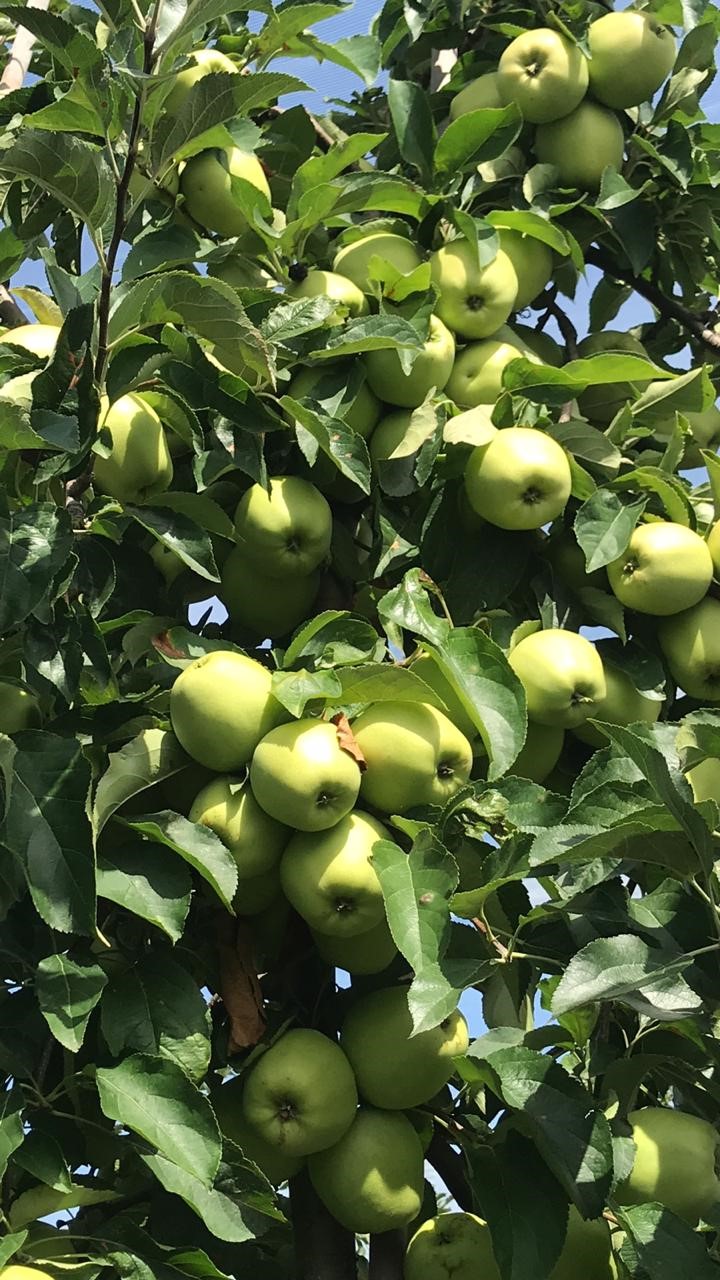 Golden Delicious